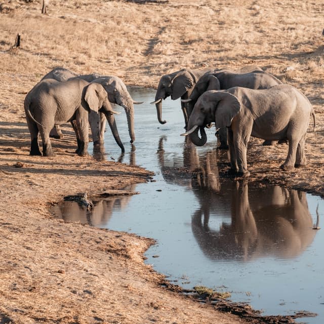 Savute Elephant Lodge, A Belmond Safari, Botswana - 5