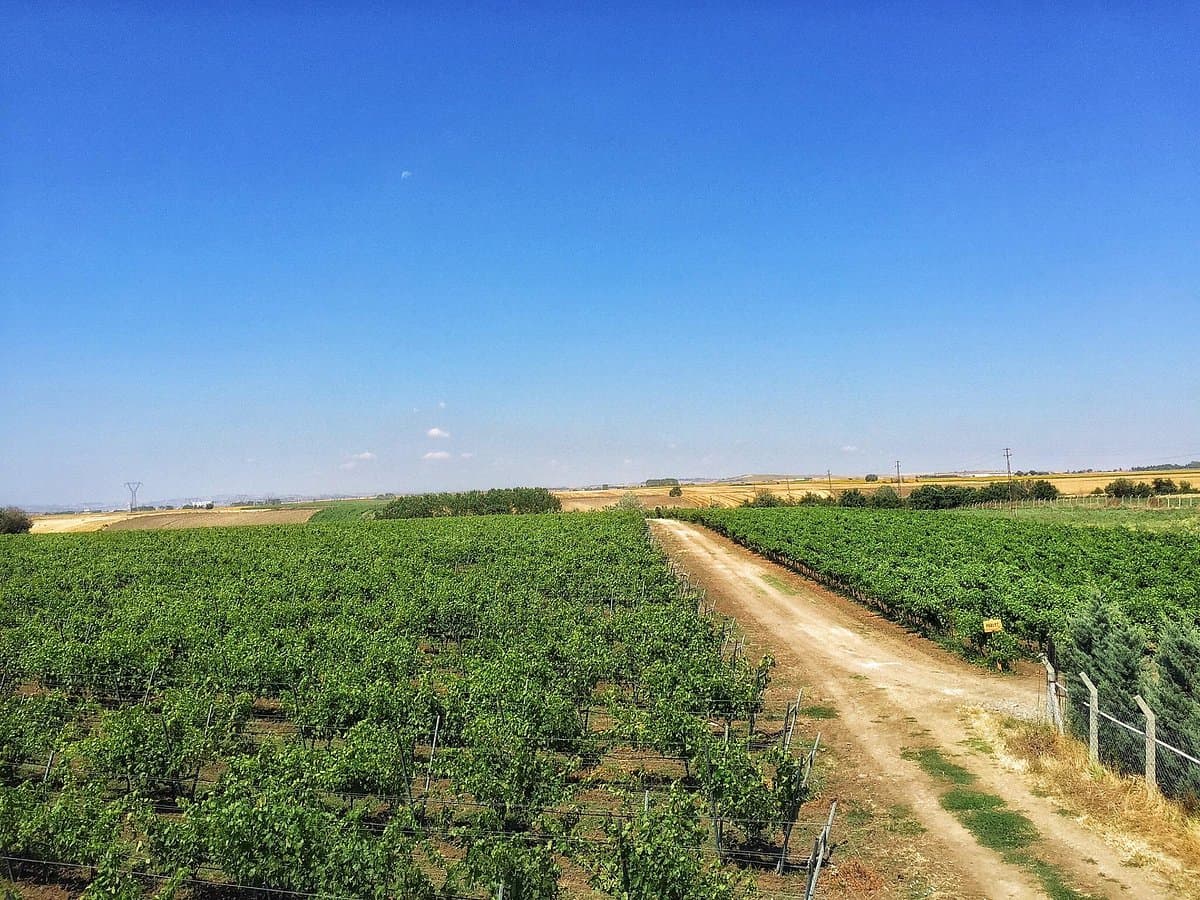 Barel Vineyards