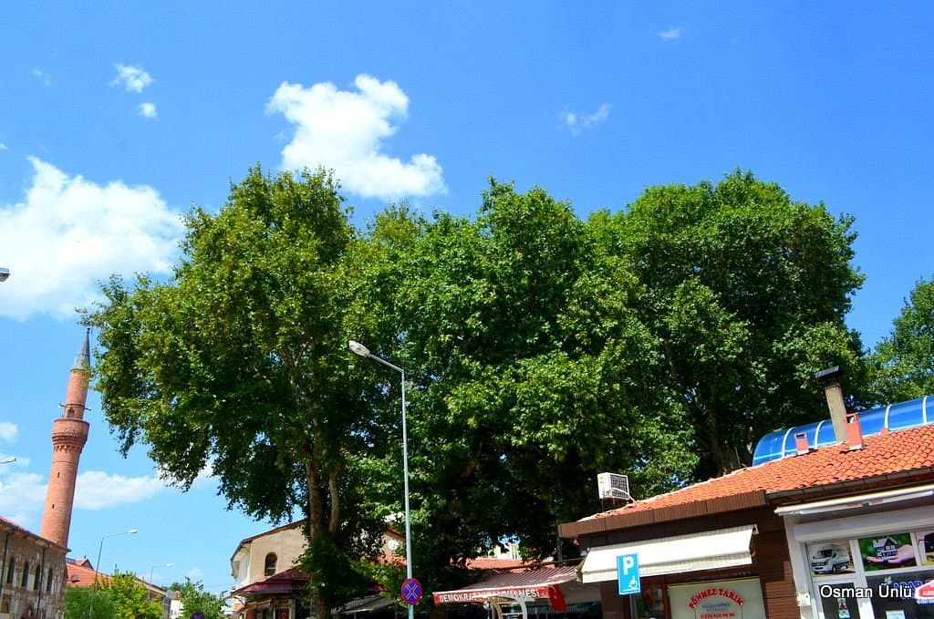 Historic Plane Tree