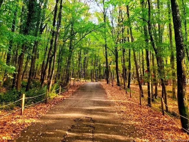 Belgrad Forest