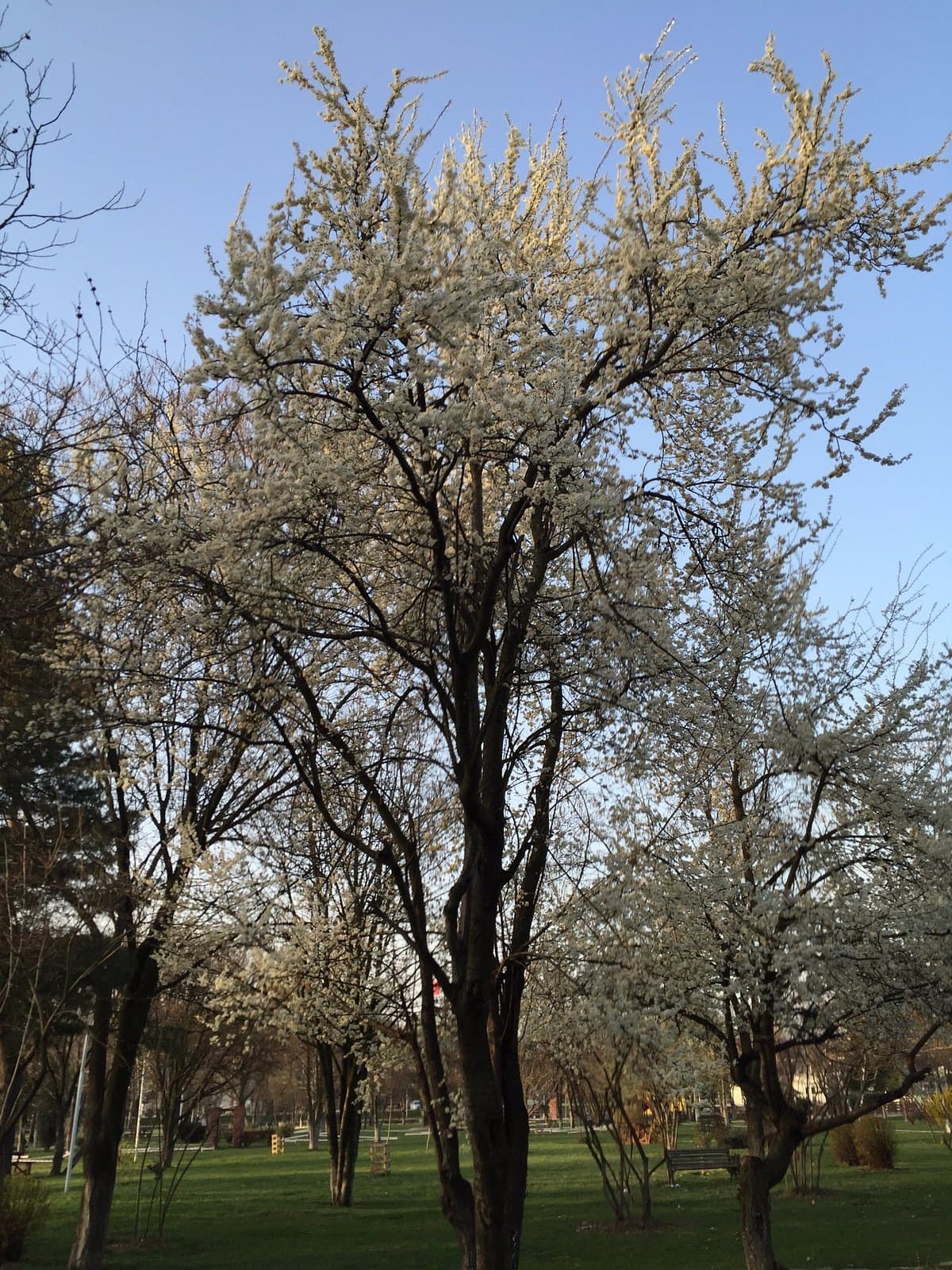 Atatürk Forest Park