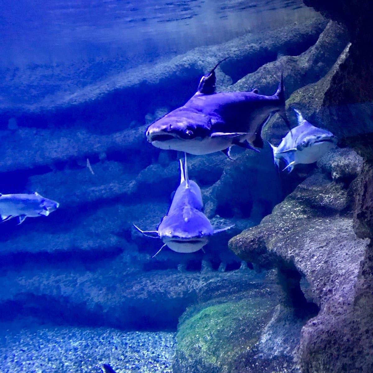 Eskişehir Metropolitan Municipality Zoo