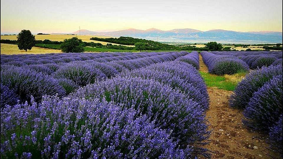 Kuyucak Lavender Village