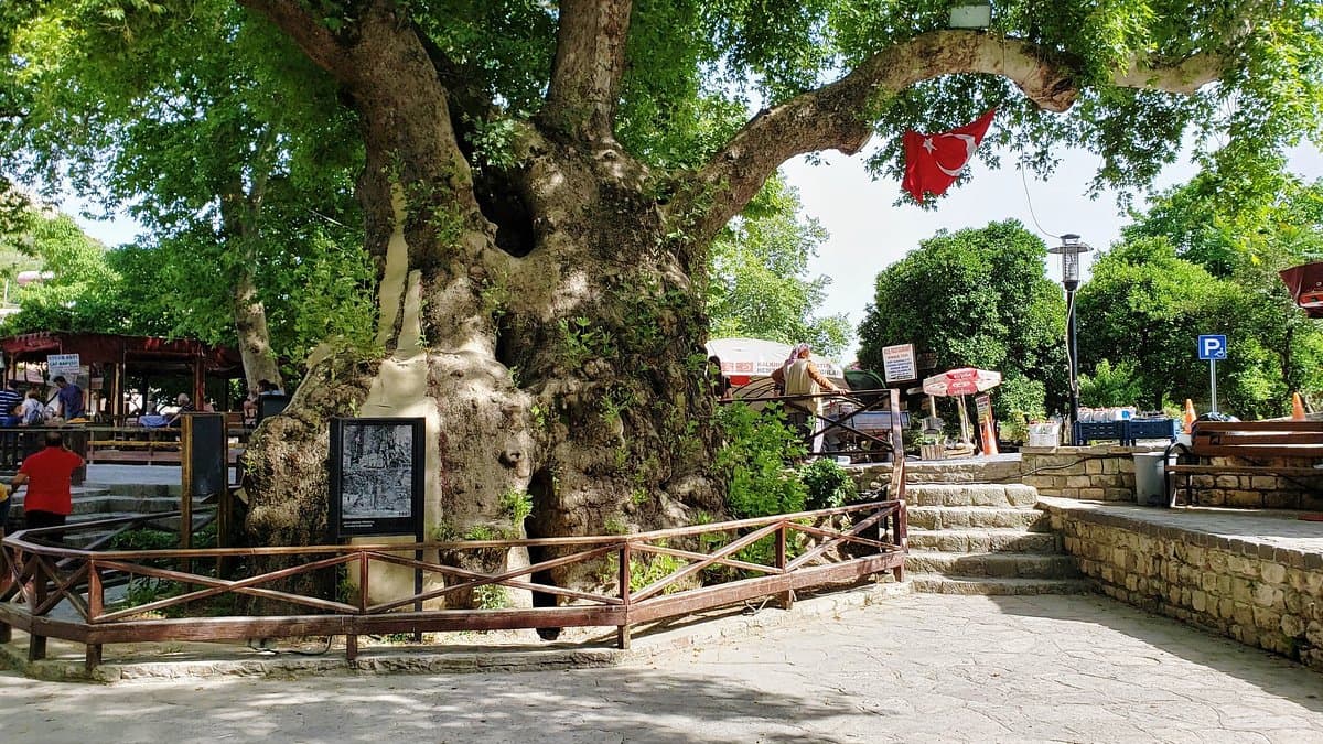 Hıdırbey Moses Tree