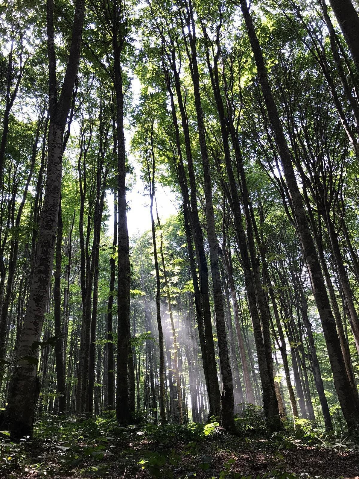Eriklitepe Nature Park