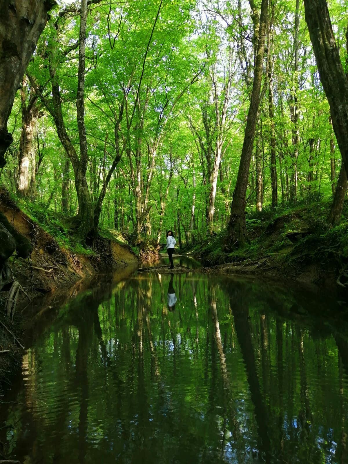 Igneada Longoz Forests National Park