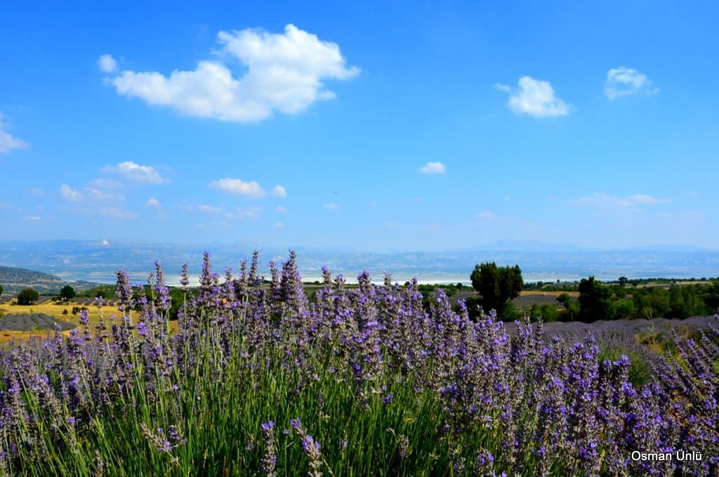 Lavender Gardens